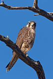 Image. Lanner Falcon