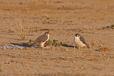 Image. Lanner Falcon