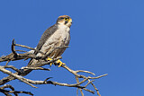 Image. Lanner Falcon
