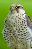 Image. Lanner Falcon