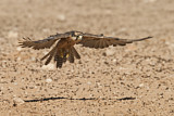 Image. Lanner Falcon