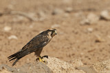 Image. Lanner Falcon