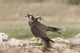 Image. Lanner Falcon
