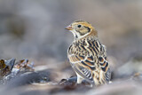 Image. Lapland Longspur