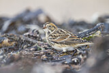 Image. Lapland Longspur
