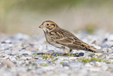 Image. Lapland Longspur