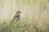 Image. Lapland Longspur