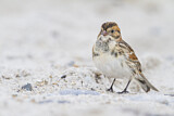 Image. Lapland Longspur