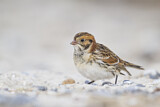 Image. Lapland Longspur