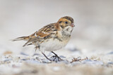 Image. Lapland Longspur