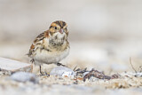 Image. Lapland Longspur