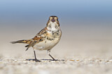 Image. Lapland Longspur