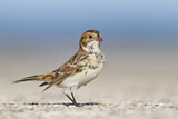 Image. Lapland Longspur