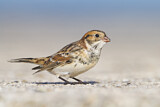 Image. Lapland Longspur