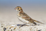 Image. Lapland Longspur