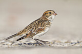 Image. Lapland Longspur
