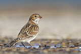 Image. Lapland Longspur