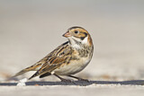 Image. Lapland Longspur