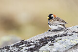 Image. Lapland Longspur