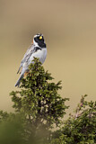 Image. Lapland Longspur