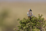 Image. Lapland Longspur