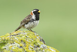 Image. Lapland Longspur