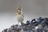 Image. Lapland Longspur