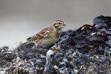 Image. Lapland Longspur