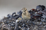Image. Lapland Longspur