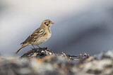 Image. Lapland Longspur