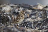 Image. Lapland Longspur