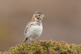 Image. Lapland Longspur
