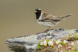 Image. Lapland Longspur