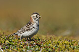 Image. Lapland Longspur