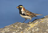 Image. Lapland Longspur