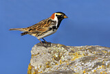 Image. Lapland Longspur