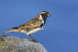 Image. Lapland Longspur