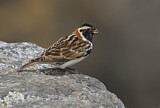 Image. Lapland Longspur