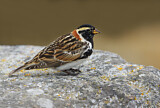 Image. Lapland Longspur