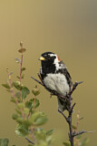 Image. Lapland Longspur