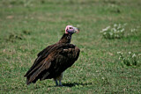 Image. Lappet-faced Vulture
