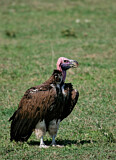 Image. Lappet-faced Vulture