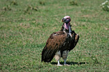 Image. Lappet-faced Vulture