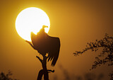 Image. Lappet-faced Vulture