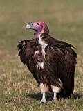 Image. Lappet-faced Vulture