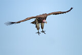 Image. Lappet-faced Vulture