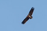 Image. Lappet-faced Vulture