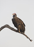 Image. Lappet-faced Vulture