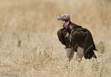 Image. Lappet-faced Vulture