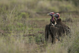 Image. Lappet-faced Vulture